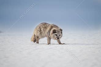 Beautiful arctic fox, standing on a hill in the snow,