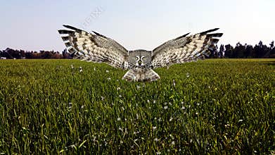 European Owl Flying With Open Wings|flying owl images|flying owl Picture