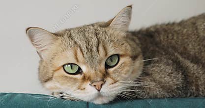 Portrait of adorable tabby pet cat lying on couch, closup view.