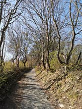 The old woodland road