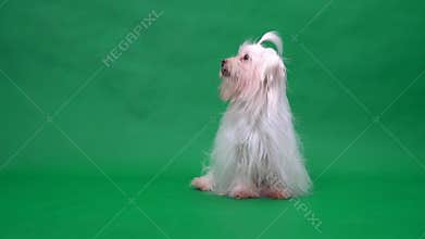Cute maltese terrier dog. tongue licking. Green screen background. Dogs do not play balls.
