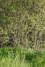 Wildflowers of Adderstmeat and grove for biodiversity, beautiful harmony outdoors