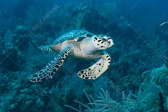 Green Sea Turtle Nassau Bahamas