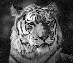 Amur tiger - close up of face