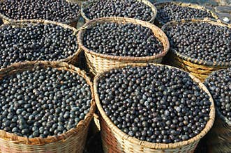 Acai Fruit Harvest and Market