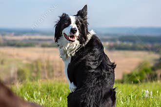 Black and white border collie dog sitting with his back turning to the viewer on a hill in green grass on a blurred
