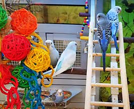 Beautiful blue parakeets in the bird cage