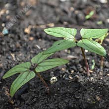 Morning Glory Seedlings Popping Up