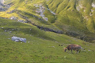 Cows in Picos de Europa Central Peaks at Aliva valley