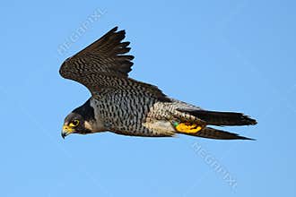 Peregrine Falcon