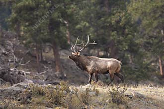 Bull elk in woods