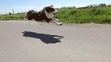 Dog running fast on road
