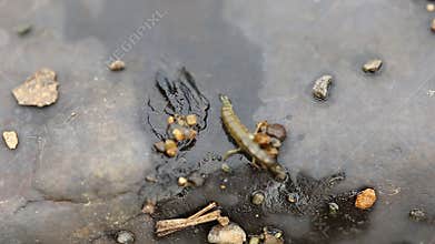 Free living caddis larva of family Rhyacophilidae