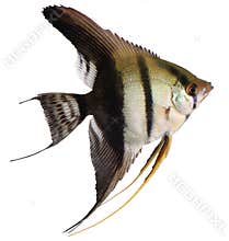 Angelfish