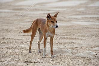 The dingo dog lives on the sandy island of Fraser