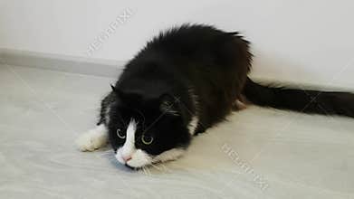 Funny active black and white fluffy domestic cat. Mad eyes. Round black pupils. Turns his head, runs for the toy. Playful animal