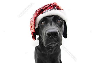 Portrait labrador dog christmas with a red santa claus hat. Isolated on white background