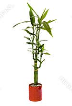Lucky Bamboo Plant