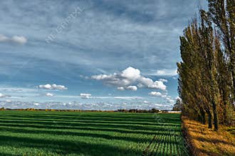 Green field of winter crops on a background of blue sky. Sunny autumn day. Blue sky with fluffy and feathery clouds. Slender