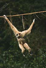 White-Handed Gibbon, hylobates lar, Moving, hanging from Liana