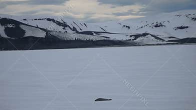 Seal of fast ice, Deception Bay, Antarctica