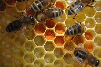 Honeycomb with Bees
