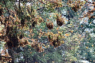 Monarch Butterflies on the trees at El Rosario Monarch Butterfly Preserve