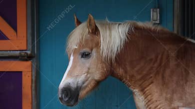 A brown horse with a bright mane