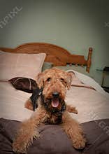 Naughty, bad dog