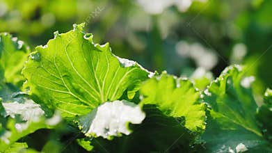Green lettuce`s leaves in the field