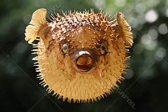 Front view of a blow fish or porcupine fish