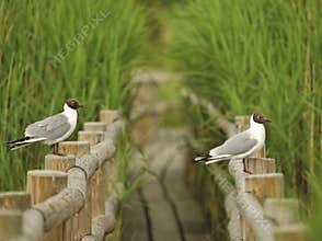 Two black-headed gulls sitting on the railings of wooden path