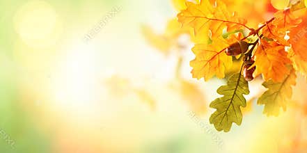 Autumn yellow leaves  of oak tree in autumn park.