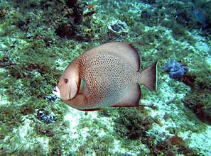 Gray Angelfish on a Caribbean Coral Reef