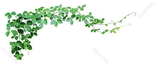 Bush grape or three-leaved wild vine cayratia Cayratia trifolia liana ivy plant bush, nature frame jungle border isolated on