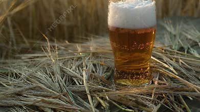 A mug of beer stands on a wooden table in a wheat field. Panorama shooting.