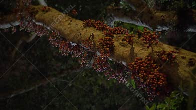 Bats flying around tree with fruits at night