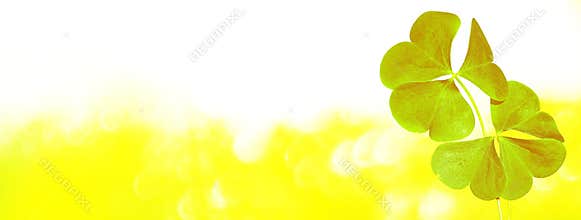Green clover leaves on a background summer landscape. St.Patrick 's Day