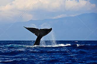 Humpback whale tail