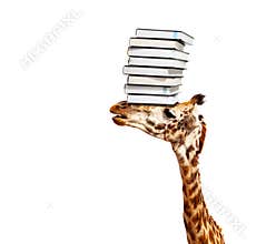 Smart giraffe head carry books pile over white