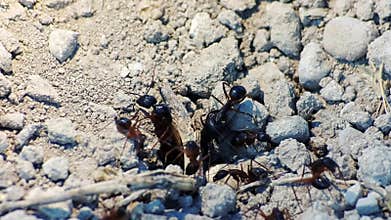 Ants build nest in crack. Macro footage