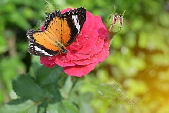 Orange and black pattern on wing of butterfly on pink rose flower with water dew drop on petal in morning