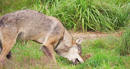 Wolf eating meat in forest