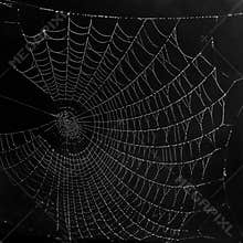Beautiful black and white spider web, completely covered with frost droplets