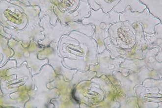 Leaf Epidermis Stomata under microscope.