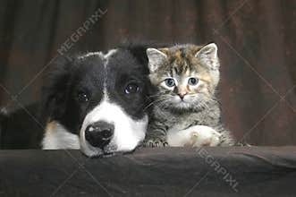 Head to head