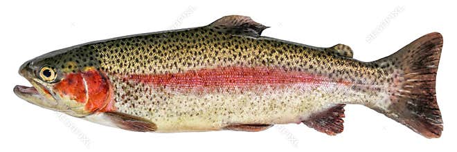 Rainbow trout fish isolated on white background. Side view