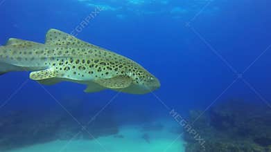 Beautiful leopard shark. Zebra shark. Graceful carpet shark aquatic marine life