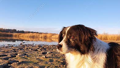 Attentive, old dog outdoors close up head shot watching the surroundings while walks in the park near the lake.