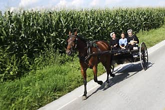 Amish Buggy